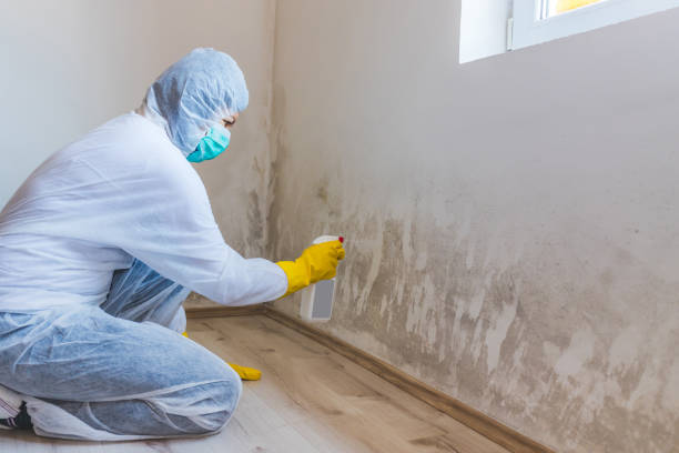 Best Attic Mold Removal  in Red Lake Falls, MN