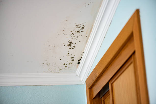 Best Black Mold Removal  in Red Lake Falls, MN
